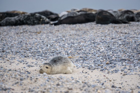die Robben und Seehunde liegen verteilt auf der Düne - Helgoland - Copyright by Dirk Paul : 2017, Helgoland