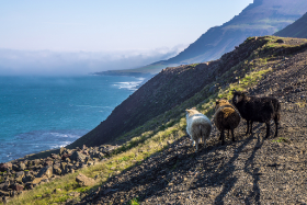 Island 2015 Copyright by Dirk Paul : 2015, Island