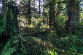 Kanada - Tonquin Park - Copyright by Dirk Paul : 2018, Kanada