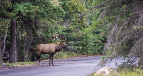 Kanada - Dieser Hirsch wollte das Auto "anschieben" - Copyright by Dirk Paul : 2018, Kanada