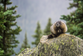 Kanada - ein Murmeltier auf dem Whistler Mountain -  Copyright by Dirk Paul : 2018, Kanada