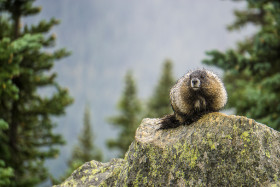 Kanada - ein Murmeltier auf dem Whistler Mountain -  Copyright by Dirk Paul : 2018, Kanada