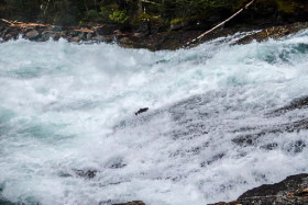 Kanada - Ein Lachs kämft sich den Fluß hinauf - Copyright by Dirk Paul : 2018, Kanada