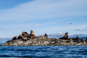 Kanada - Seelöwen beim Schnorcheln beobachten - Copyright by Dirk Paul : 2018, Kanada