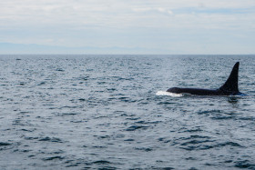 Kanada - ein Orca-Wal zieht dicht am Boot vorbei - Copyright by Dirk Paul : 2018, Kanada