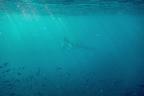 Mantarochen (ca. 3 Meter Spannweite) Embudu Village Malediven 2016 Copyright by Dirk Paul