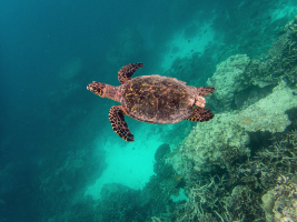 Schildkröte im Hausriff Embudu Village Malediven 2016 Copyright by Dirk Paul