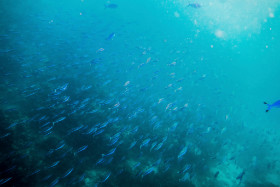 Fischschwarm schwimmt ins Licht Embudu Village Malediven 2016 Copyright by Dirk Paul : Malediven