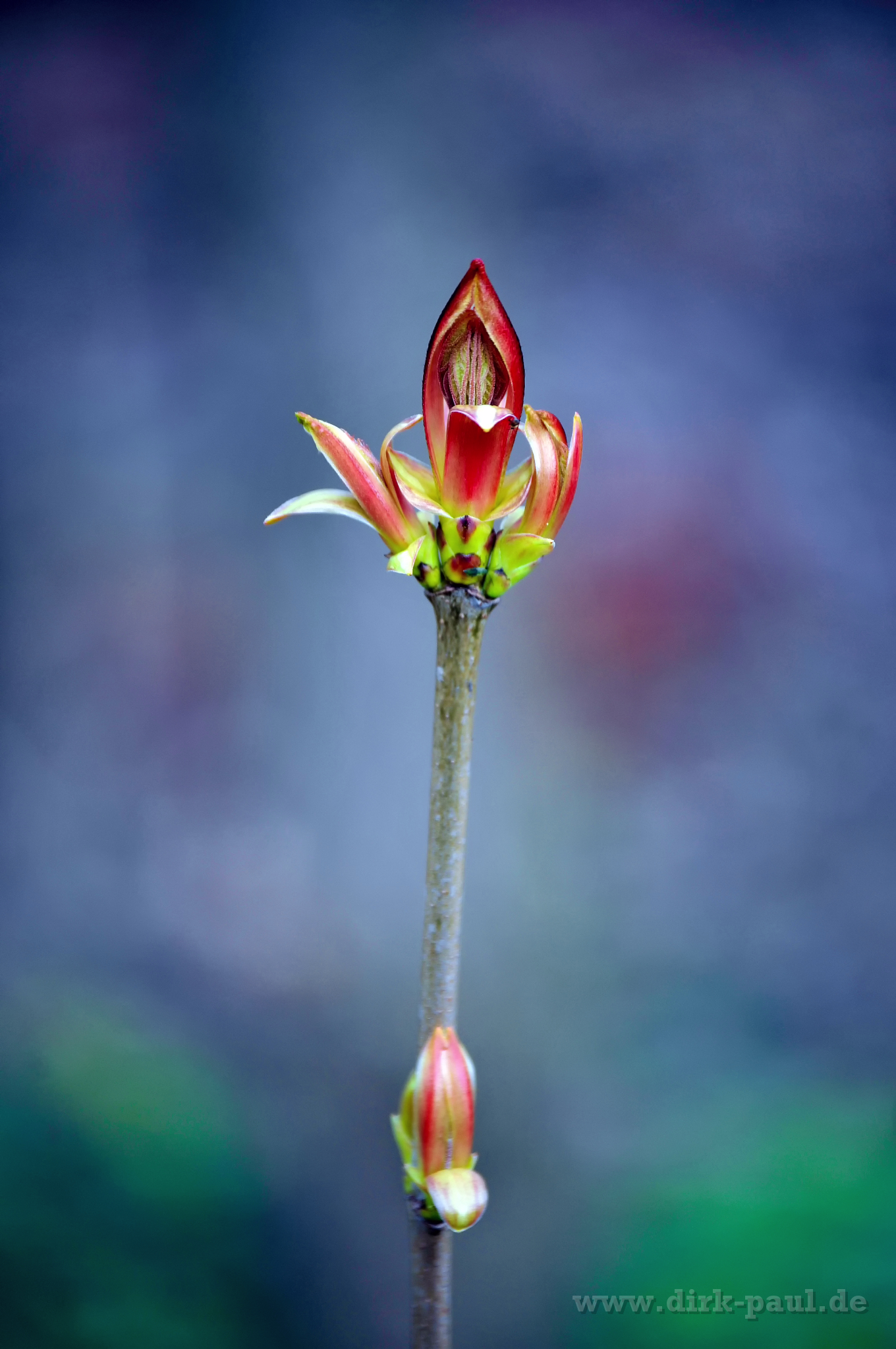  DSC1419-Bearbeitet-1