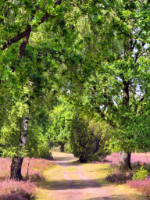 Lüneburger Heide, Copyright 2026 by Dirk Paul